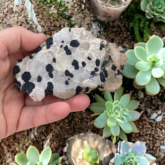 Black Tourmaline in Quartz